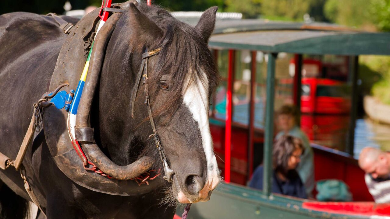 *boat and horse at Llangollen Wharf