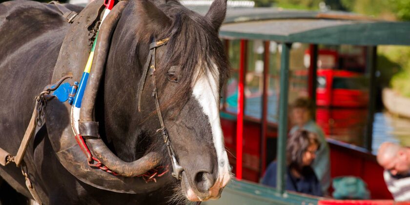 *boat and horse at Llangollen Wharf