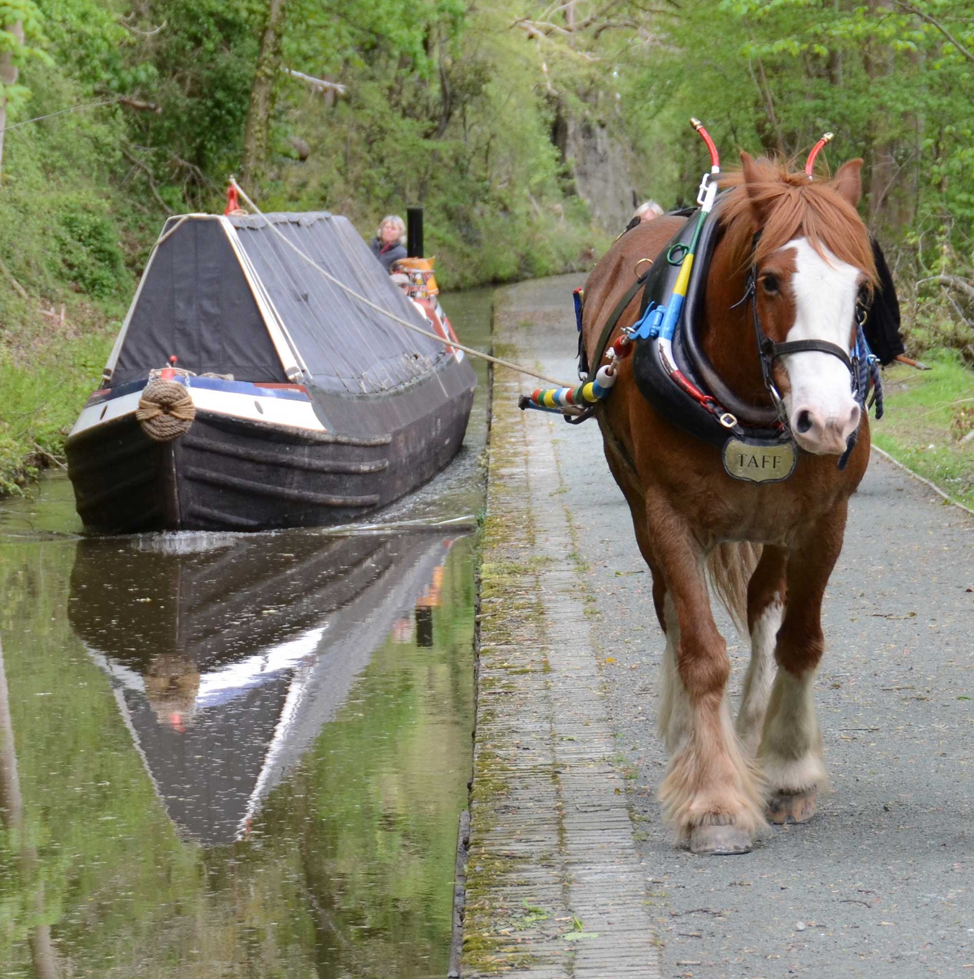 Horses Pontcysyllte Aqueduct and Canal World Heritage site
