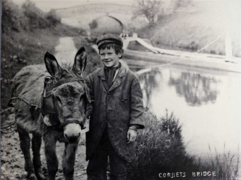 Donkeys on the canal